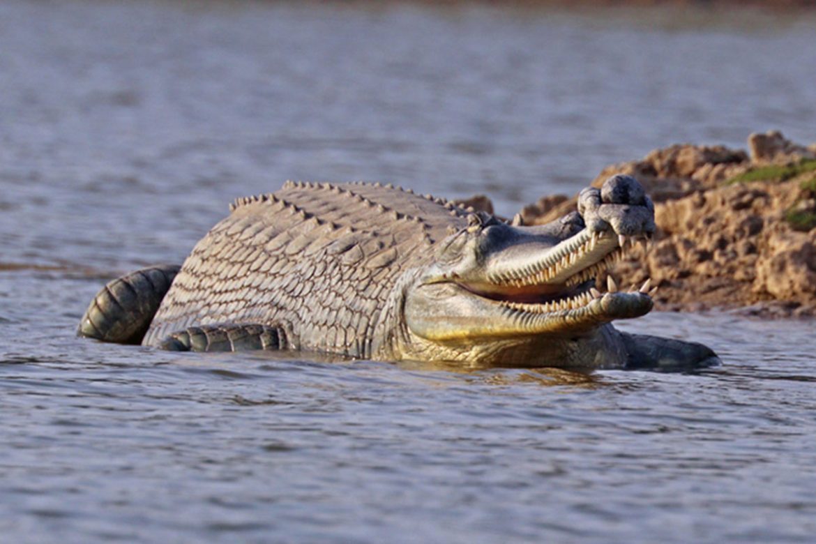 Jawahar Sagar Wildlife Sanctuary