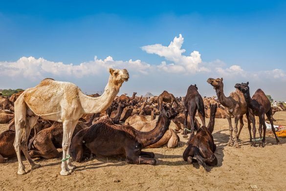 Best Time to Visit Rajasthan