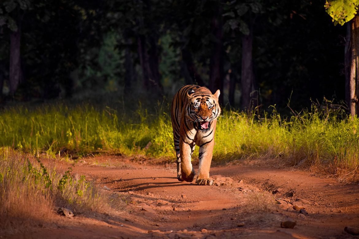Ranthambore National Park