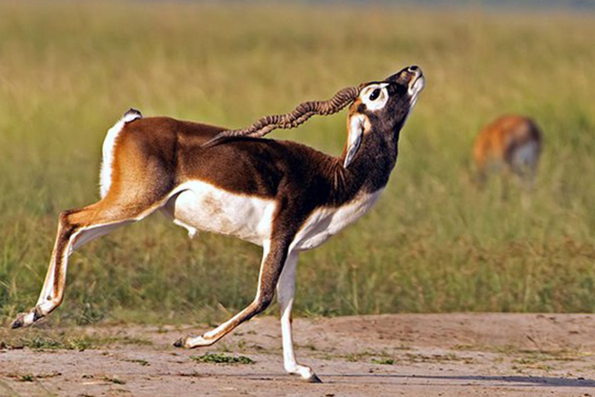 Tal Chhapar Sanctuary